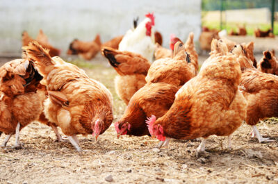 bigstock-Chickens-On-Traditional-Free-R-49857638